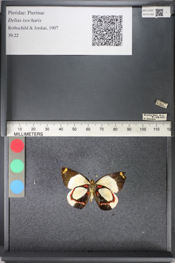 Media type: image;   Entomology 131749